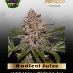 Radical Juice (Feminized) - Ripper Seeds