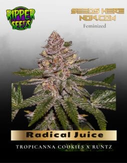 Radical Juice (Feminized) (space) Ripper Seeds