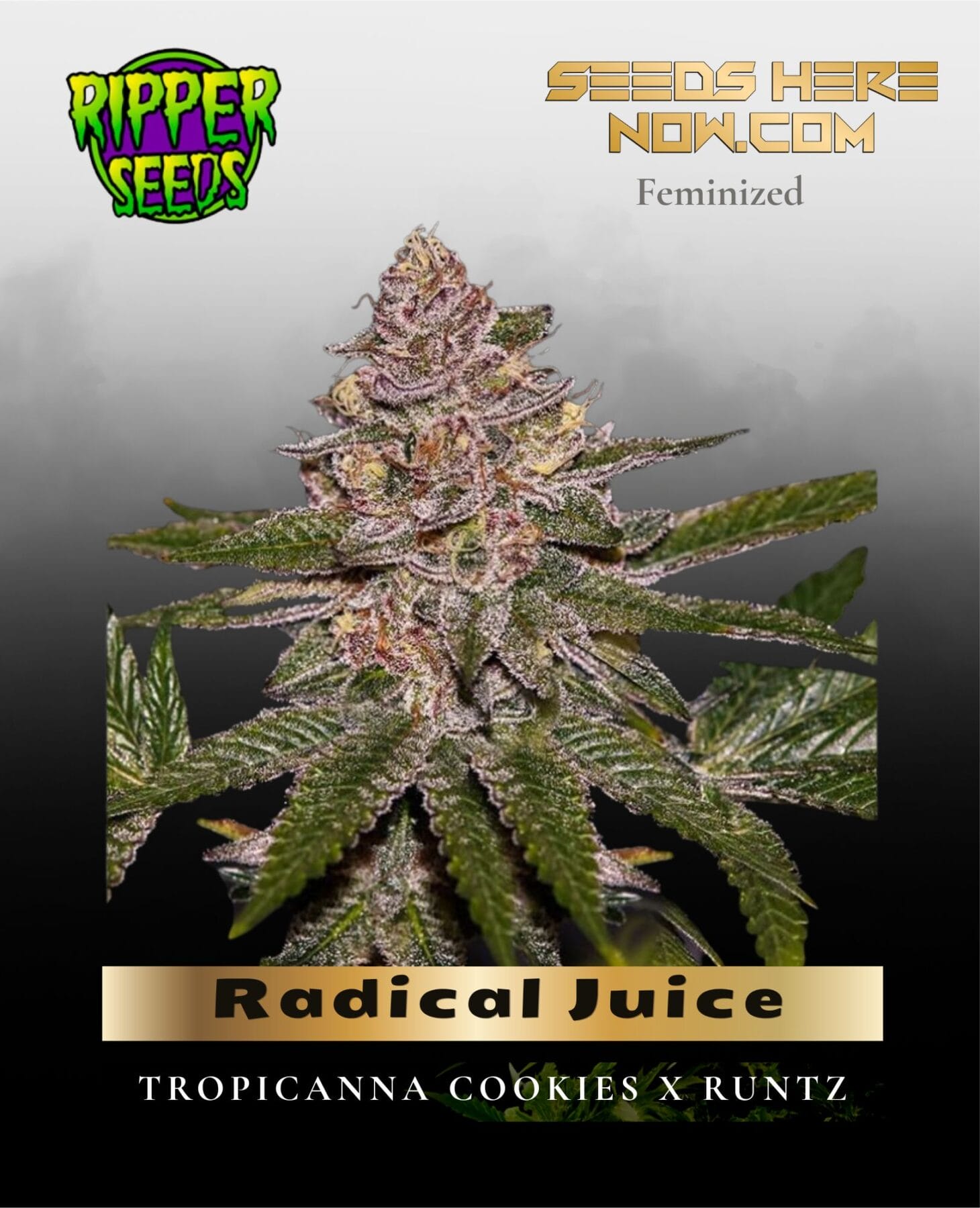 Radical Juice (Feminized) - Ripper Seeds