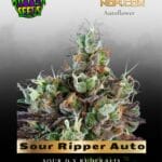 Sour Ripper Auto (Feminized) - Ripper Seeds