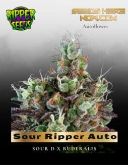 Sour Ripper Auto (Feminized) (space) Ripper Seeds