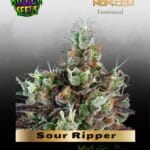 Sour Ripper (Feminized) - Ripper Seeds