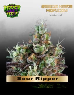 Sour Ripper (Feminized) (space) Ripper Seeds