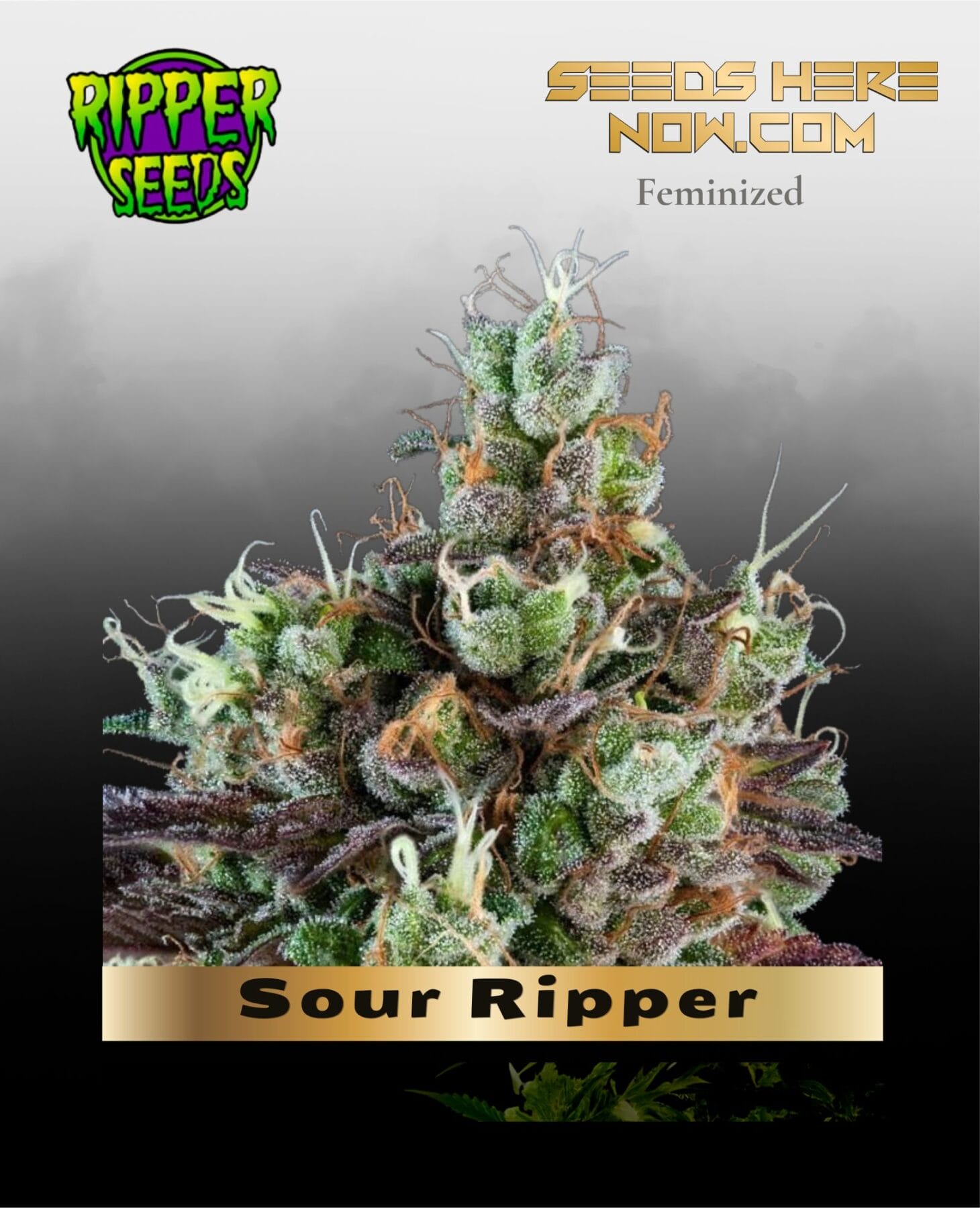 Sour Ripper (Feminized) - Ripper Seeds