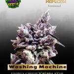 Washing Machine (Feminized) - Ripper Seeds