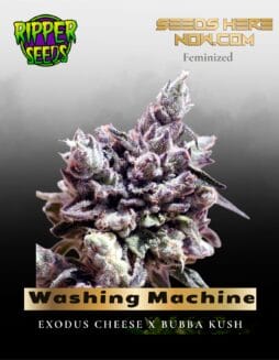 Washing Machine (Feminized) (space) Ripper Seeds