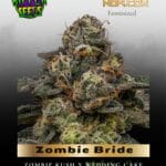 Zombie Bride (Feminized) - Ripper Seeds