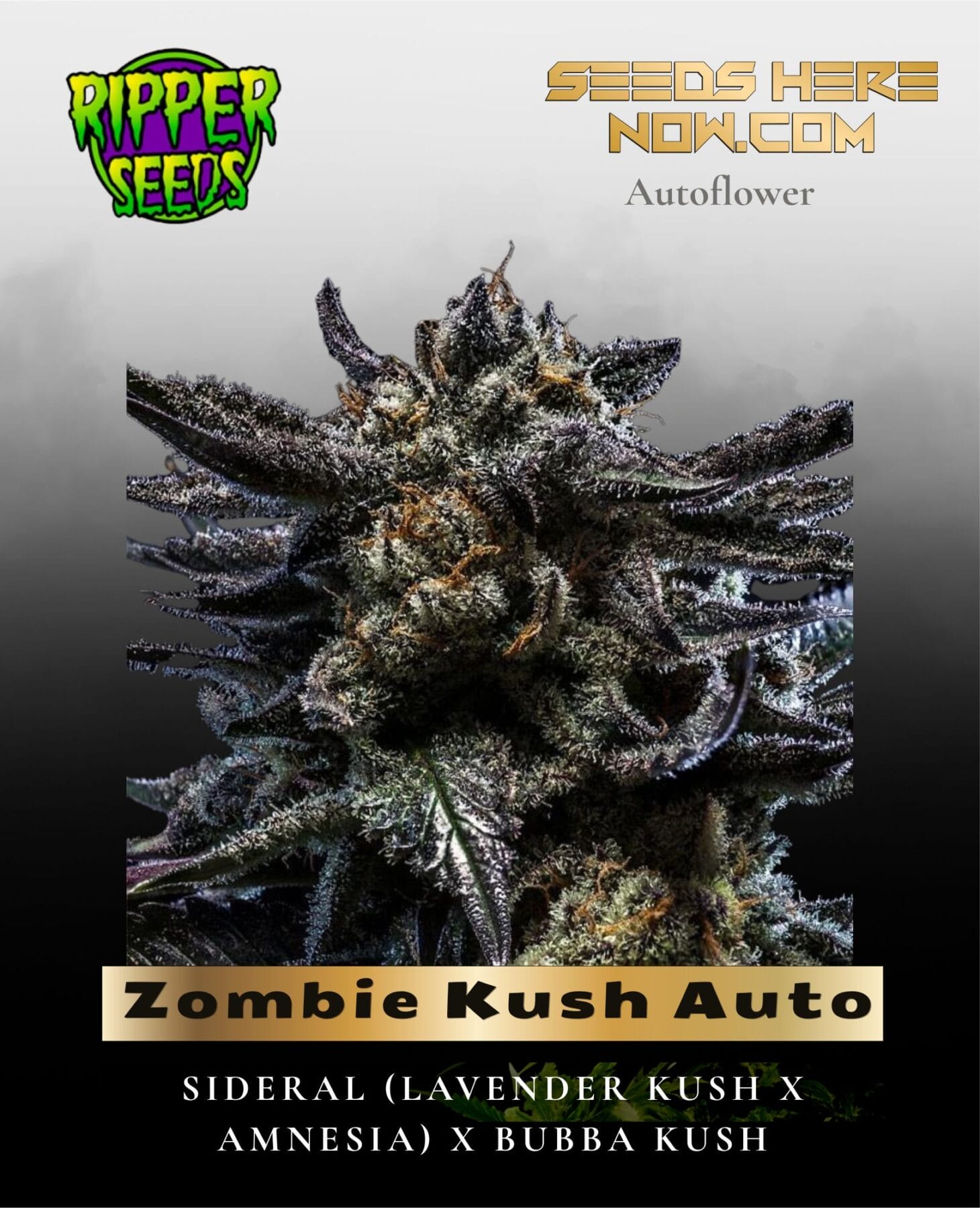 Zombie Kush Auto (Feminized) - Ripper Seeds