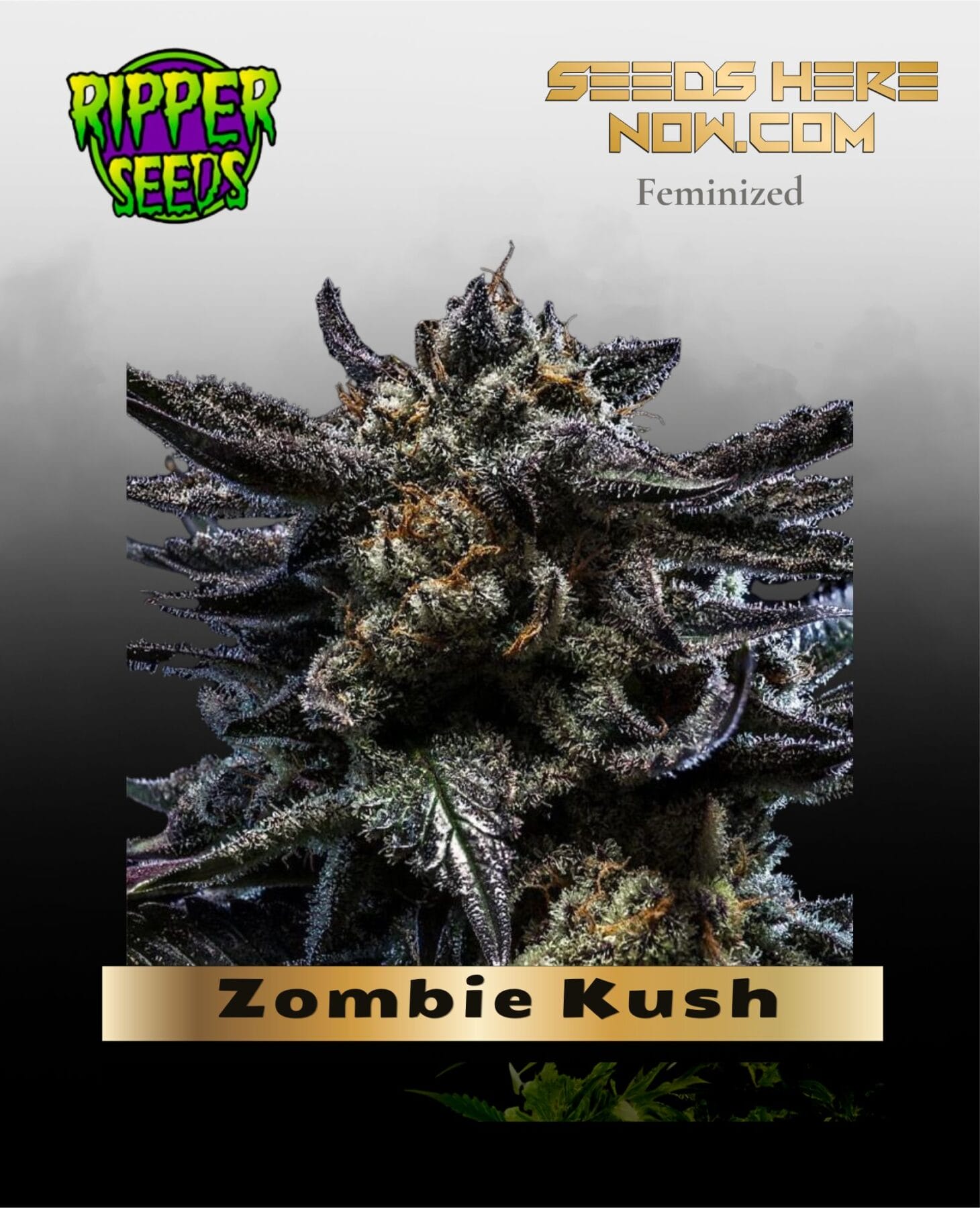 Zombie Kush (Feminized) - Ripper Seeds