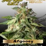 Afgooey (Feminized) - Greenhouse - Strain Hunters