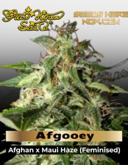 Afgooey (Feminized) (space) Greenhouse (space) Strain Hunters