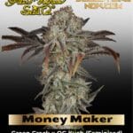 Money Maker (Feminized) - Greenhouse - Strain Hunters