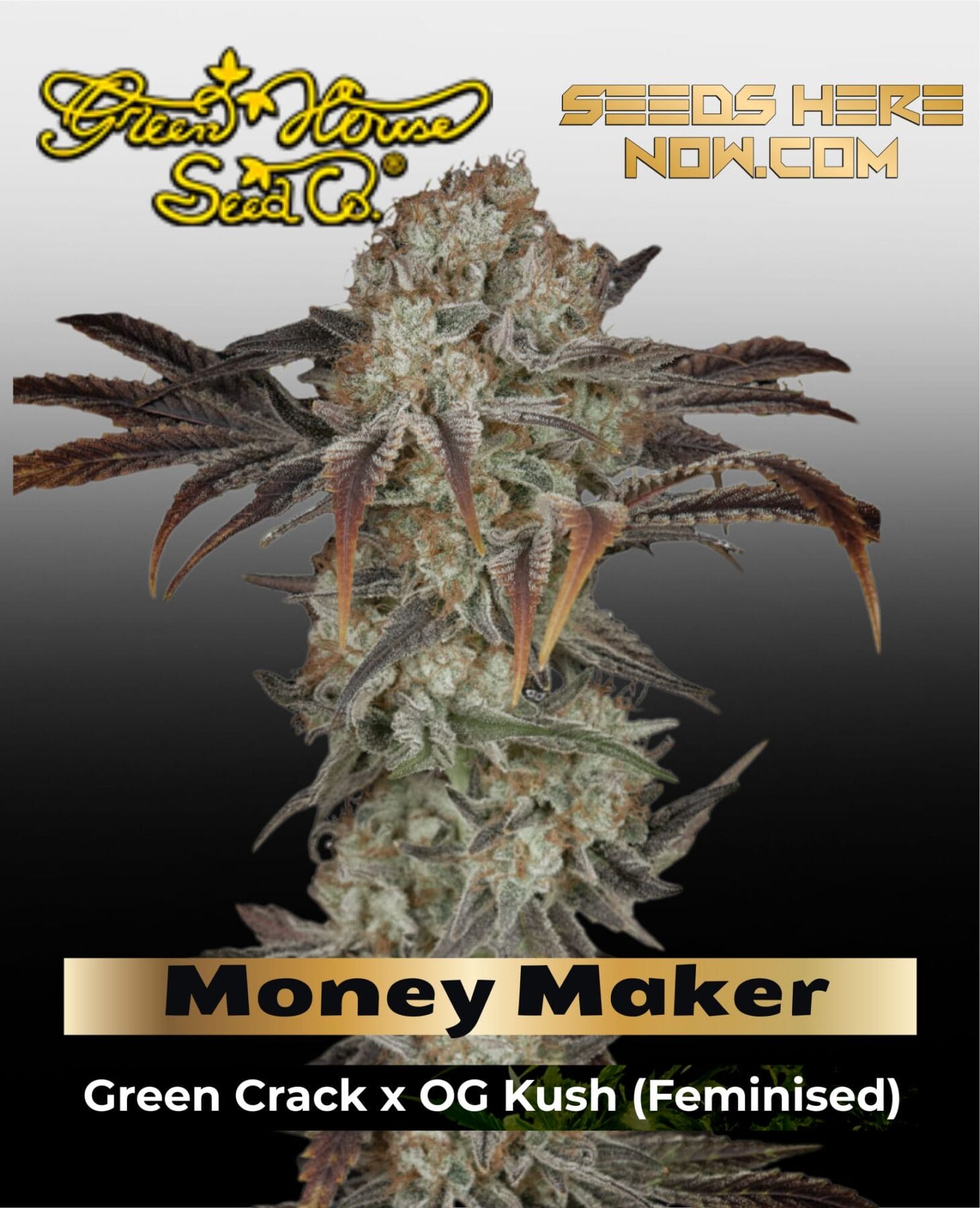 Money Maker (Feminized) - Greenhouse - Strain Hunters