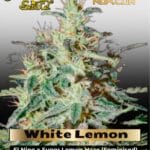 White Lemon (Feminized) - Greenhouse - Strain Hunters