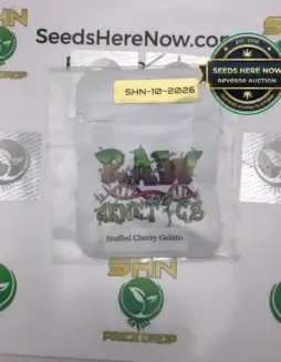 Stuffed Cherry Gelato (Feminized) (space) Raw Genetics
