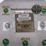 Francola (Regular) - Blackbird Preservations