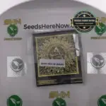 3D (Regular) - Swamp Boys Seeds