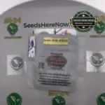 Pacific Pie - Raw Genetics