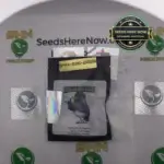 Illuminati Breakfast (Regular) - Katsu Seeds