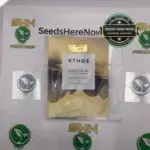 Citral Glue R1 (Feminized) - Ethos Genetics