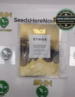 Citral Glue R1 (Feminized) (space) Ethos Genetics