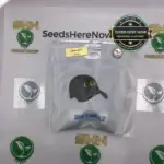 Big Chillz (Regular) - Capulator