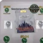 Dirty Taxi (Regular) - Top Dog Seeds