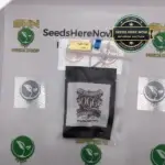 Orange Sherbert (Regular) - OBSOUL33T