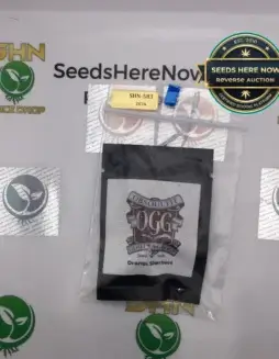 Orange Sherbert (Regular) (space) OBSOUL33T