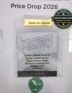Super Lemon Haze F2 (Regular) (space) Massive Seeds