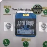 Dying Dreaming (Feminized) - Seed Junky