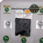 Orange Apricot x Orange Tahoe (Regular) - Obsoul33t Genetics