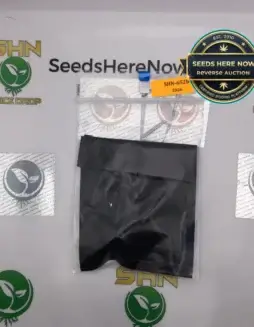 Orange Apricot x Orange Tahoe (Regular) (space) Obsoul33t Genetics