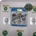 Gary Payton x Jealousy (Regular) - Seed Junky Genetics