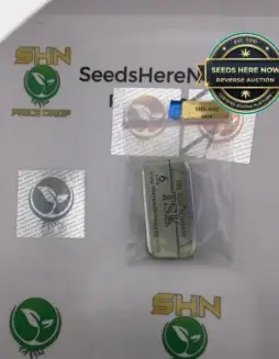 shirley temple (Regular) (space) THE SEED KOMPANY