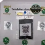 Orange Sherbert (Regular) - Obsoul33t Genetics Group