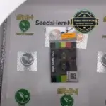 Lady Marmalade - Irie Genetics