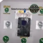 Blue Ecstasy (Regular) - Second Generation Genetics