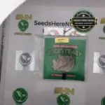 Rocksteady (Feminized) - Irie Genetics