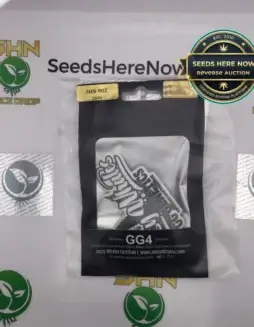 GG4 (Feminized) (space) GG Genetics