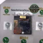 Mangolada (Regular) - Green Fire Genetics