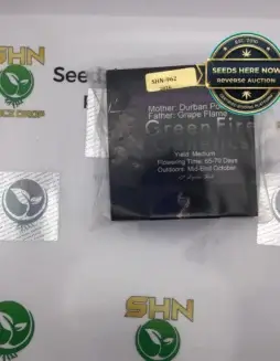 Grand Blueberry Pie (Regular) (space) Green Fire Genetics