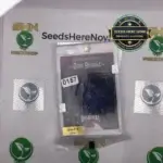 Coco Bubble (Regular) - DJ Short Seeds