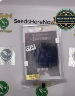 Coco Bubble (Regular) (space) DJ Short Seeds