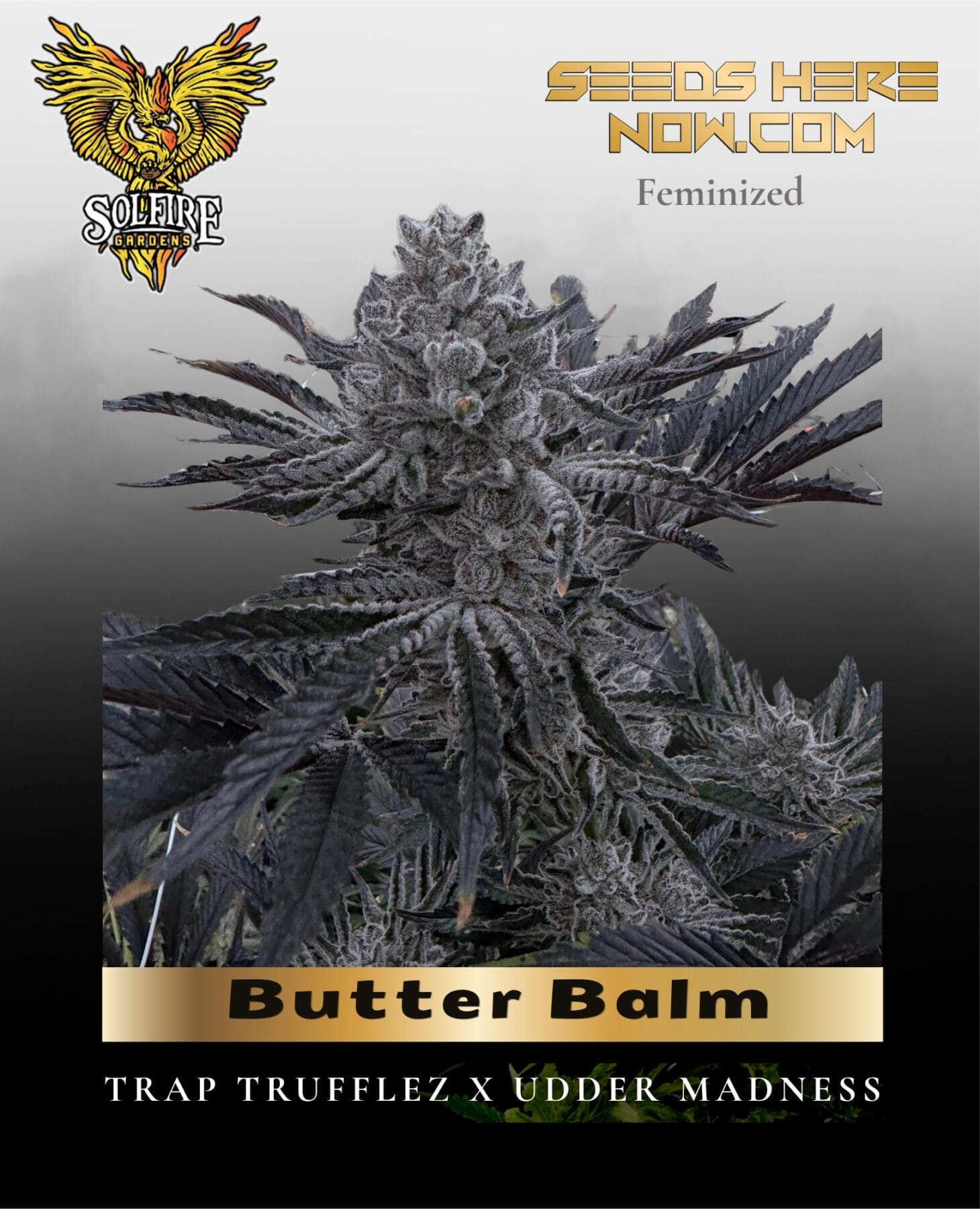 Butter Balm (Feminized) - Solfire Gardens