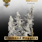 Diamond Daggers (Feminized) - Solfire Gardens