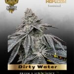 Dirty Water (Feminized) - Solfire Gardens