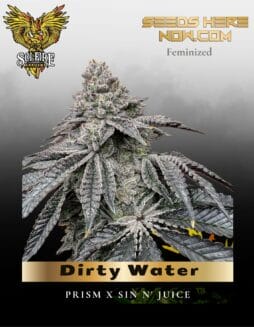 Dirty Water (Feminized) (space) Solfire Gardens
