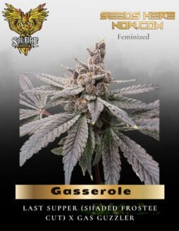 Gasserole (Feminized) (space) Solfire Gardens
