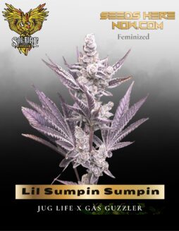 Lil Sumpin Sumpin (Feminized) (space) Solfire Gardens